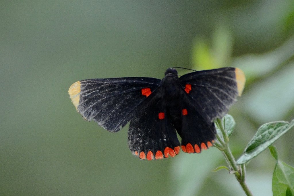 149 2013--01073693b Sabal Palm Sanctuary, Brownsville, TX.JPG - Red-bordered Pixie (Melanis pixe). Butterfly. Sabal Palm Saanctuary, Brownsville, TX, 1-7-2013